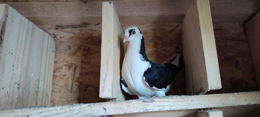  - Porumbei care mi-au aparținut 2