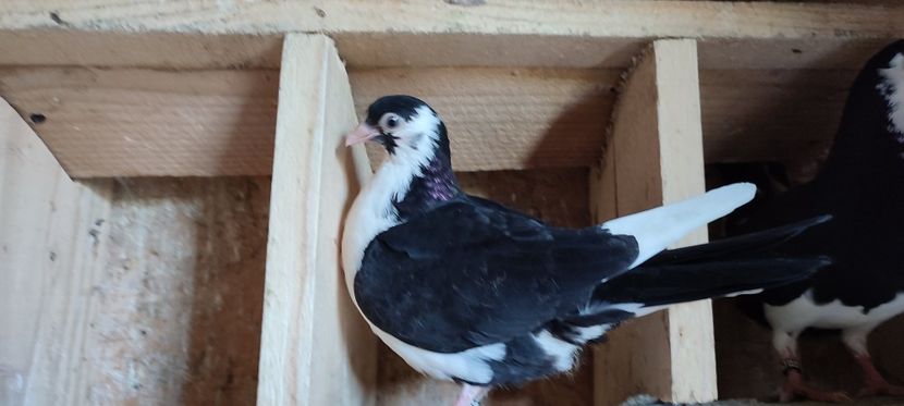  - Porumbei care mi-au aparținut 2