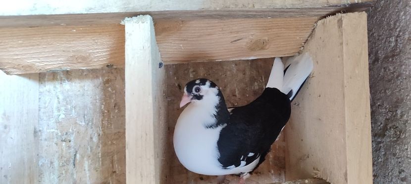  - Porumbei care mi-au aparținut 2