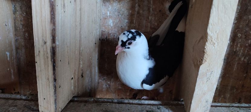  - Porumbei care mi-au aparținut 2