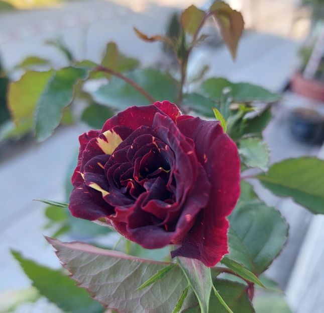  - Trandafiri 2020-2023