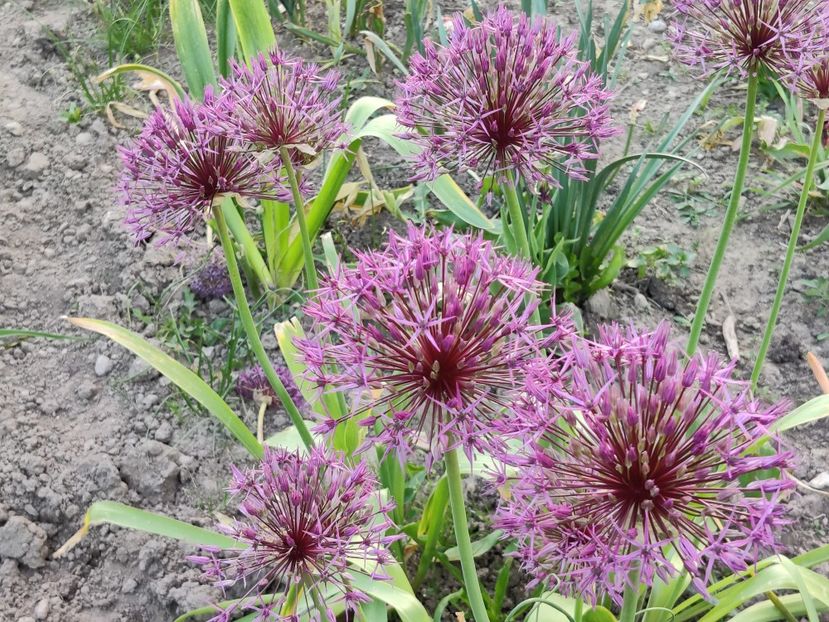 Allium - Diverse flori de gradina
