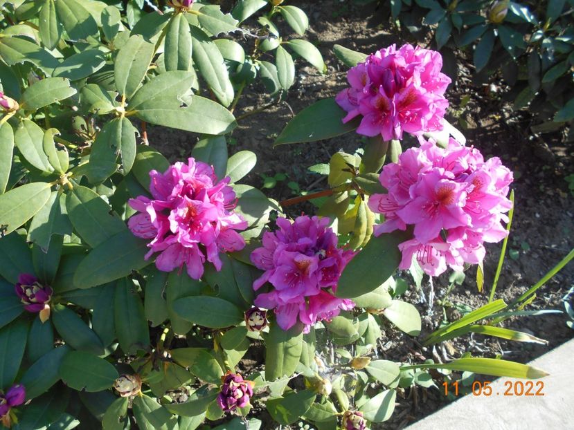  - 02 Azalee-rhododendroni-heleborusi-hortensii-hoste 2022