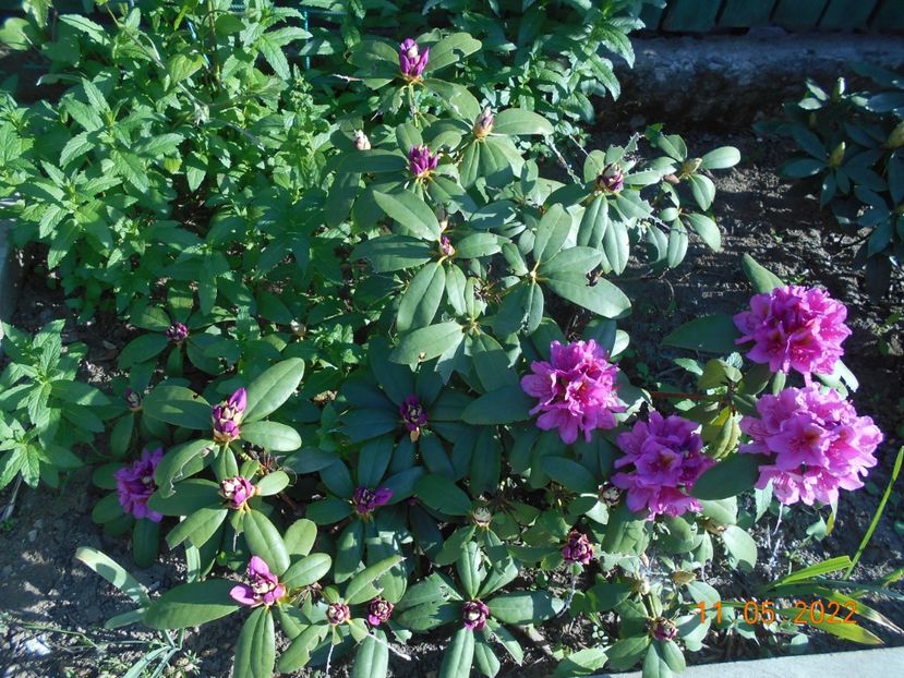  - 02 Azalee-rhododendroni-heleborusi-hortensii-hoste 2022