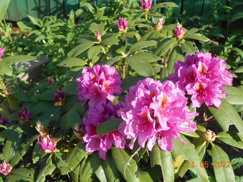  - 02 Azalee-rhododendroni-heleborusi-hortensii-hoste 2022
