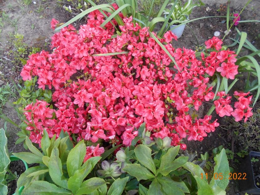  - 02 Azalee-rhododendroni-heleborusi-hortensii-hoste 2022