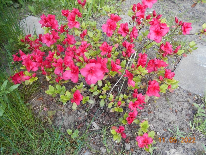  - 02 Azalee-rhododendroni-heleborusi-hortensii-hoste 2022