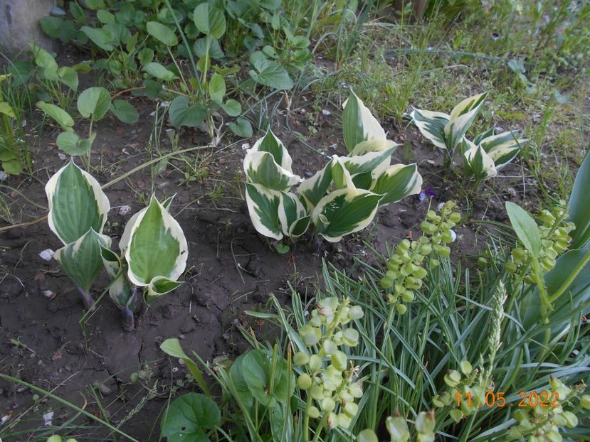  - 02 Azalee-rhododendroni-heleborusi-hortensii-hoste 2022