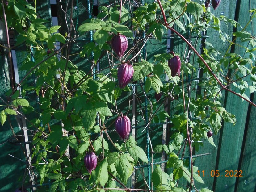  - 02 Clematite 2022