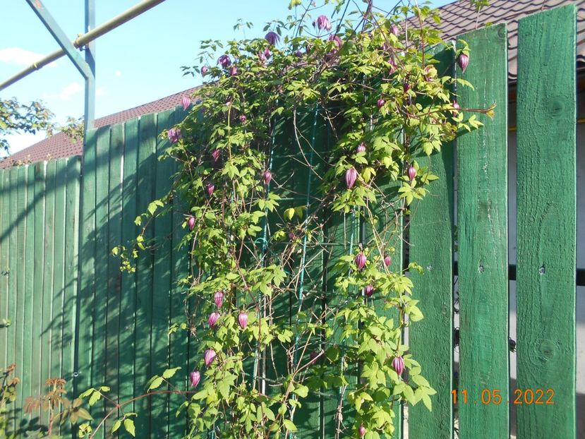  - 02 Clematite 2022