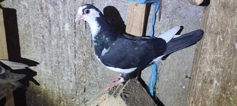  - Porumbei care mi-au aparținut 2