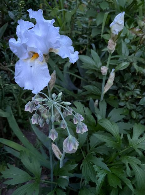 2F18F3AF-F339-4D7C-9AD0-EFCA4AEDEDF9 - IRISI 2021 22