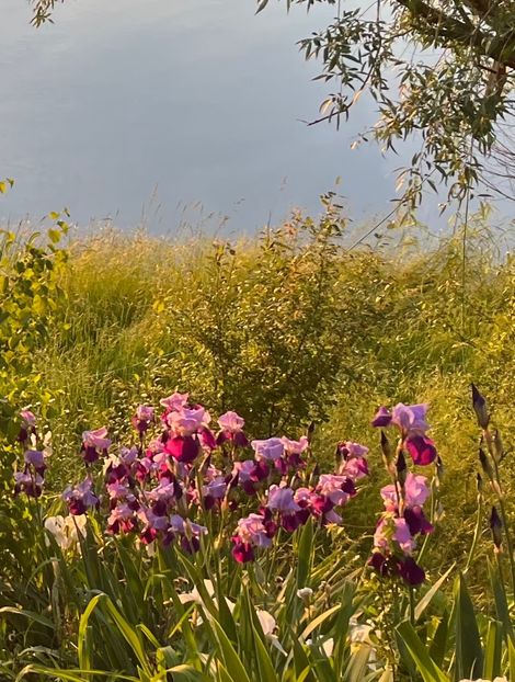 B105DA6C-C943-48AE-9406-6C04DB23B5B5 - IRISI 2021 22