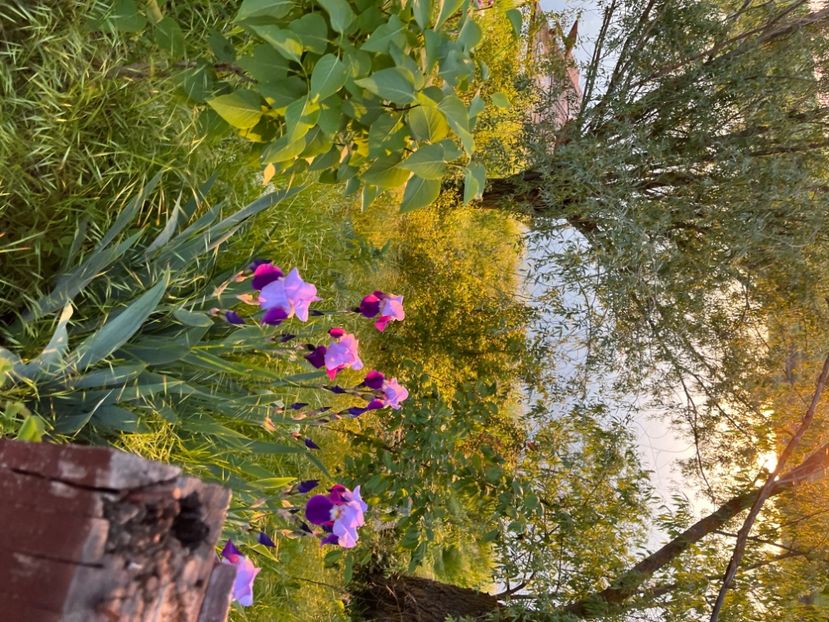 CD51A966-2A65-46DF-BACC-AA52E41F35DA - IRISI 2021 22