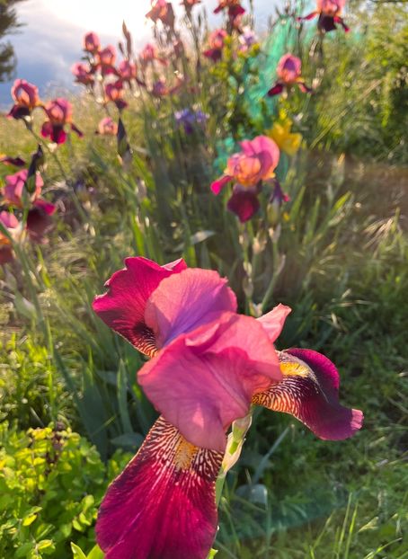 7EA5B859-6C4A-4A61-B912-2D27322C1D77 - IRISI 2021 22