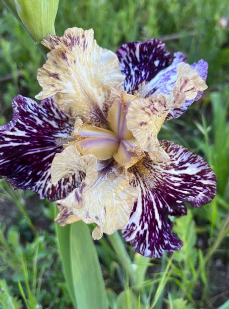 C9689D87-185E-4C54-8D5C-10DA53ED9375 - IRISI 2021 22