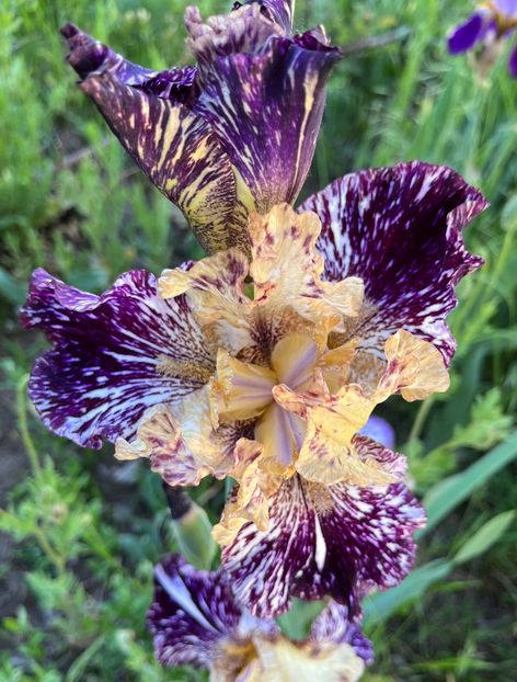 9454805C-52EB-4B75-A25E-3DF082E2B476 - IRISI 2021 22