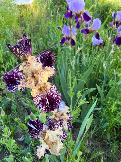 A0FADDF6-CC38-463C-A41F-3DD9ACAE4937 - IRISI 2021 22