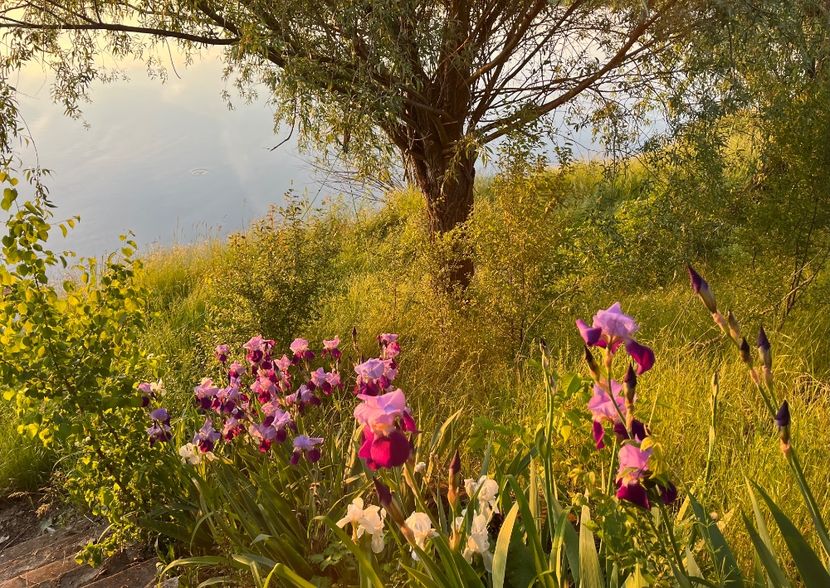 A19B95B4-FD23-48FA-82DF-602FFEB92359 - IRISI 2021 22