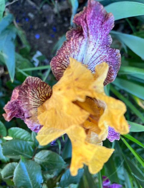 38A5F8F0-BECE-4B57-A279-24F12B837822 - IRISI 2021 22