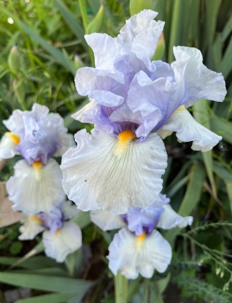 B4C4E424-01CE-4552-B51B-4807681ED015 - IRISI 2021 22