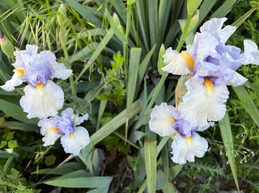 04504602-7301-4001-81AB-28FF30D5C516 - IRISI 2021 22