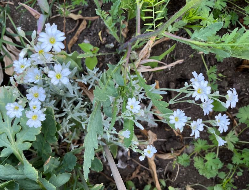 F92C45EE-2516-4BA0-A862-4DD0C62D161A - IRISI 2021 22