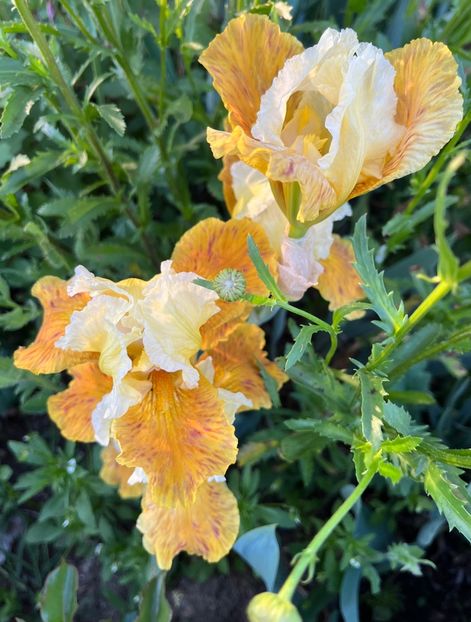 08EEC304-6ED7-4446-9C16-6324D592F7D6 - IRISI 2021 22