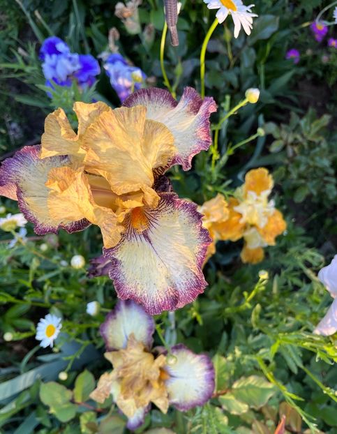 6B90F46E-CB2D-4845-83AB-C48F3E1A8225 - IRISI 2021 22