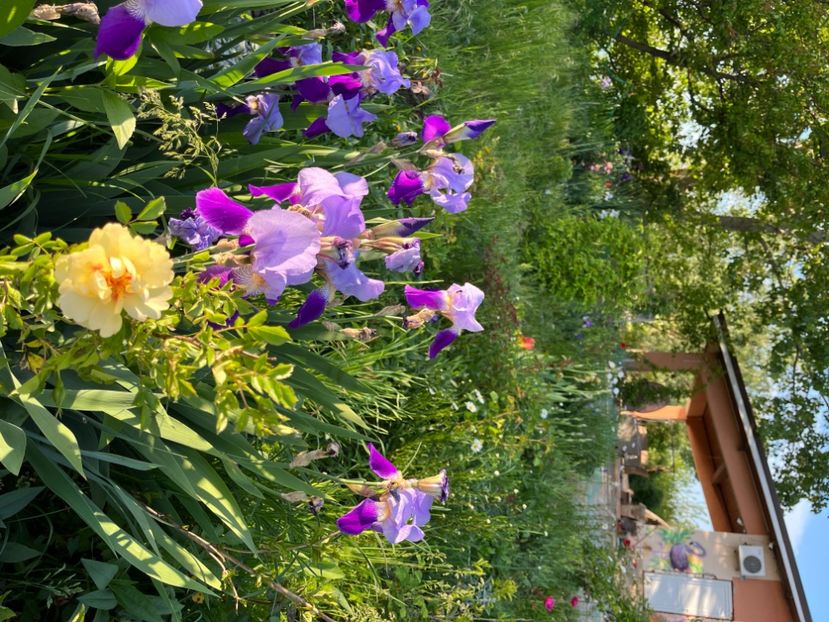 4800A79C-497F-4C26-8DA6-20878DD4F136 - IRISI 2021 22