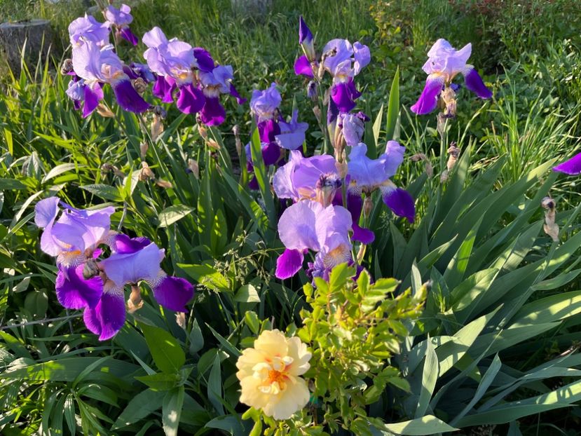 3E124E89-36D2-41CE-9CCB-55D89B6D1BA0 - IRISI 2021 22