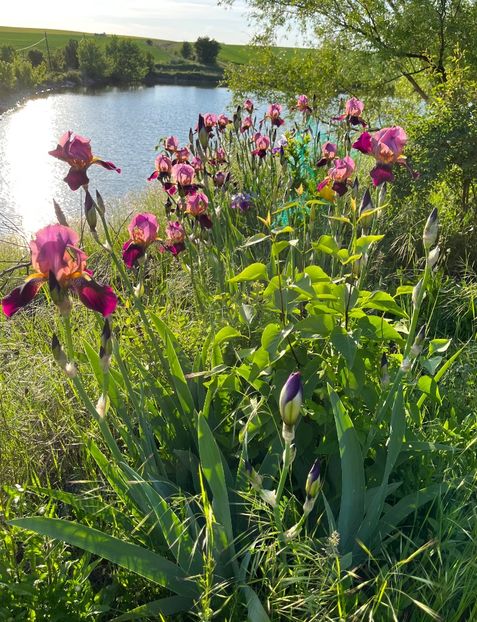 3EE9D958-6BE8-4C07-A24F-3D958CB49D79 - IRISI 2021 22