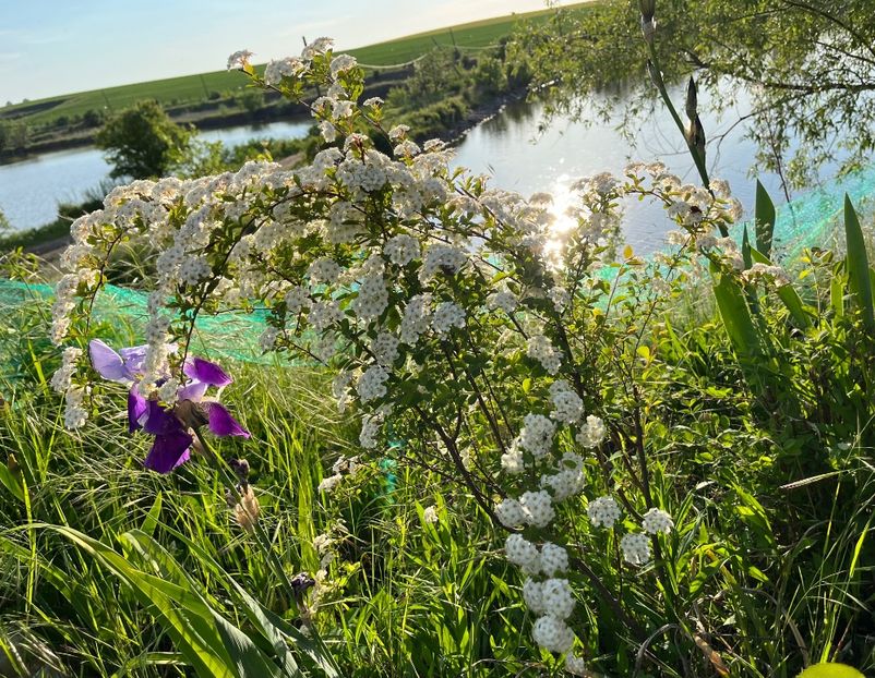 34A5A4A2-F1FD-4C2A-8C88-B0B125222B30 - IRISI 2021 22