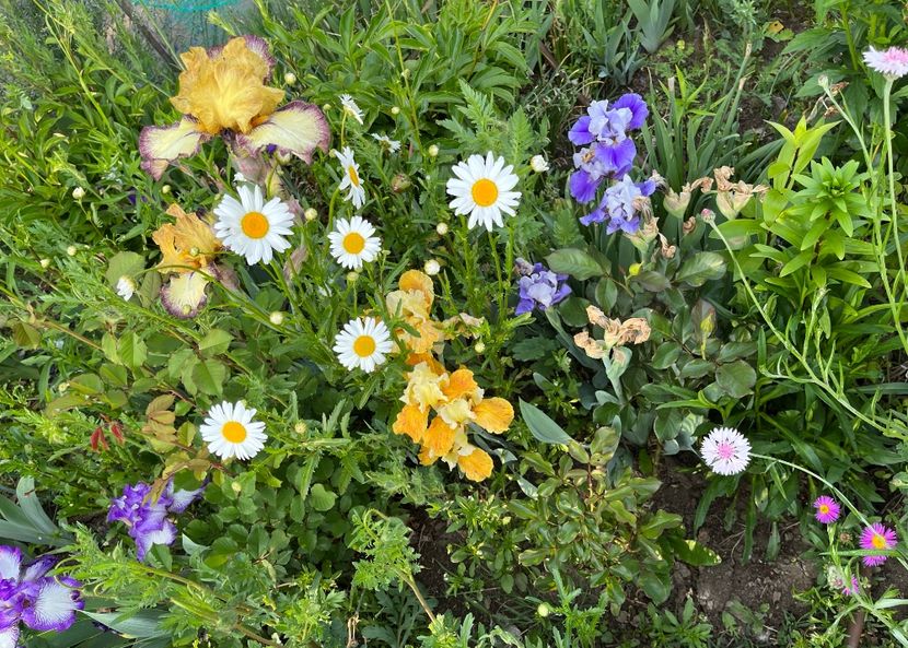 1CE61AB5-0FF9-4E08-8B73-0611D557FDFB - IRISI 2021 22