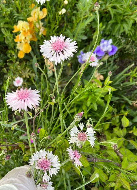 B2AFA87D-8C89-4296-8ED7-C0C317224C68 - IRISI 2021 22