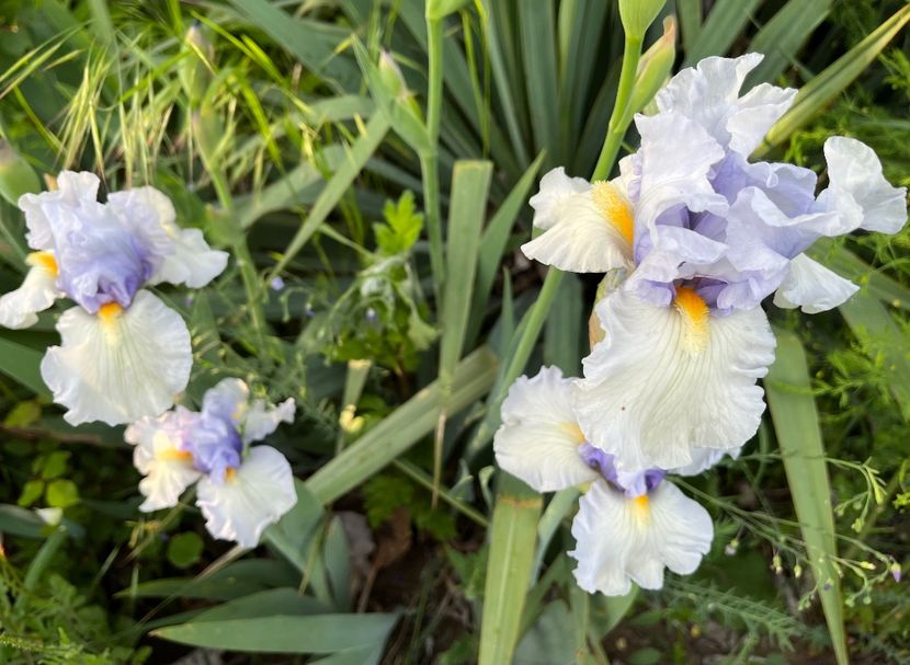 17E33726-6353-4F78-9937-AD8770A93BF9 - IRISI 2021 22