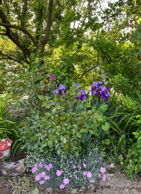 73AF69BE-5DFD-4A27-8023-F47613776736 - IRISI 2021 22