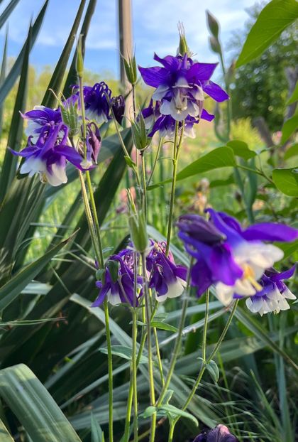 CEA40369-E160-4776-870E-136FE7C30151 - Caldaruse 2020-2023