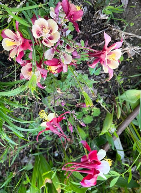 53211D5C-C244-4FDA-8DB1-E15B100709DC - Caldaruse 2020-2023