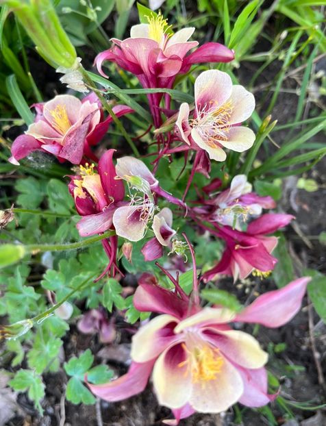 1D19765A-08B2-4021-BE5A-102774E64FF2 - Caldaruse 2020-2023