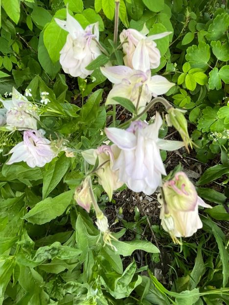 476B2539-78F0-48E4-A9D0-0B1E97BCE477 - Caldaruse 2020-2023