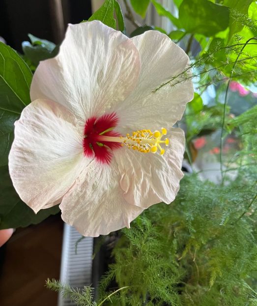 345DF544-E4E0-40BB-B386-F01DA30445EE - Hibiscus