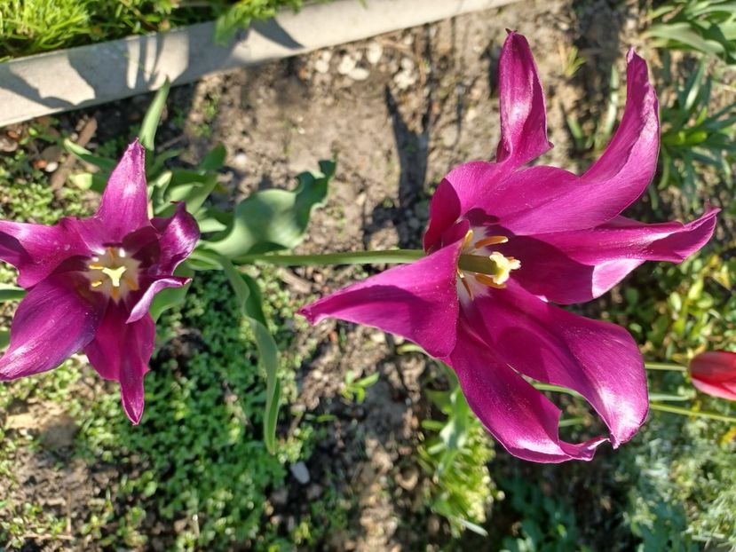  - Mixt de floricele 2022