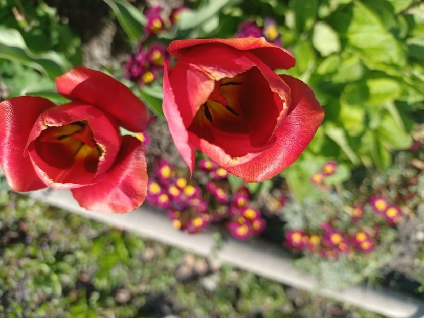  - Mixt de floricele 2022