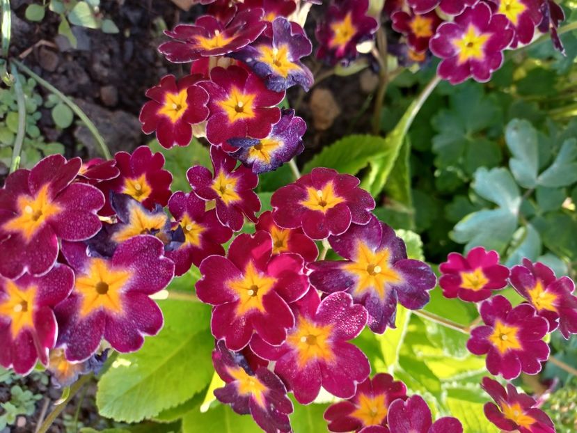  - Mixt de floricele 2022