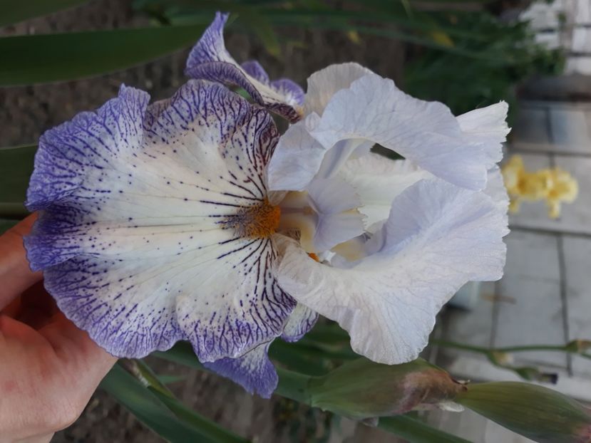 Spining wheel - Irisi 2022