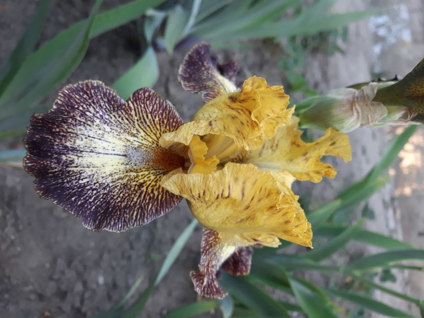 Petit tiger - Irisi 2022