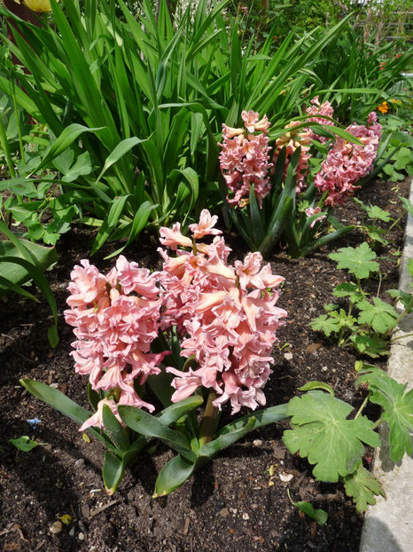  - 2022 - 01 - Primavara