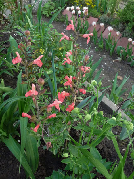  - 2022 - 01 - Primavara