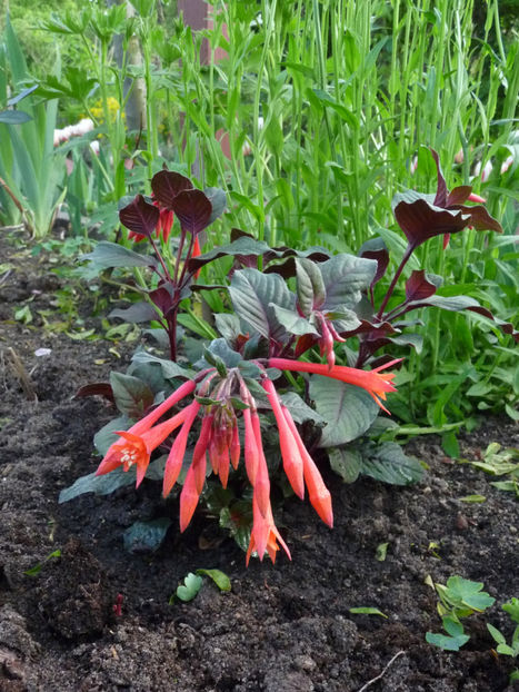  - 2022 - 01 - Primavara